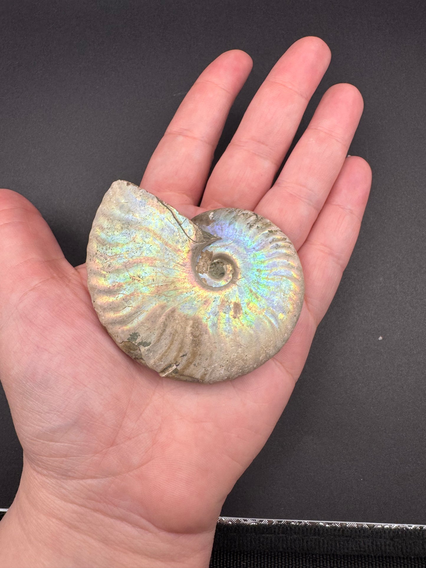 Medium Ammonites