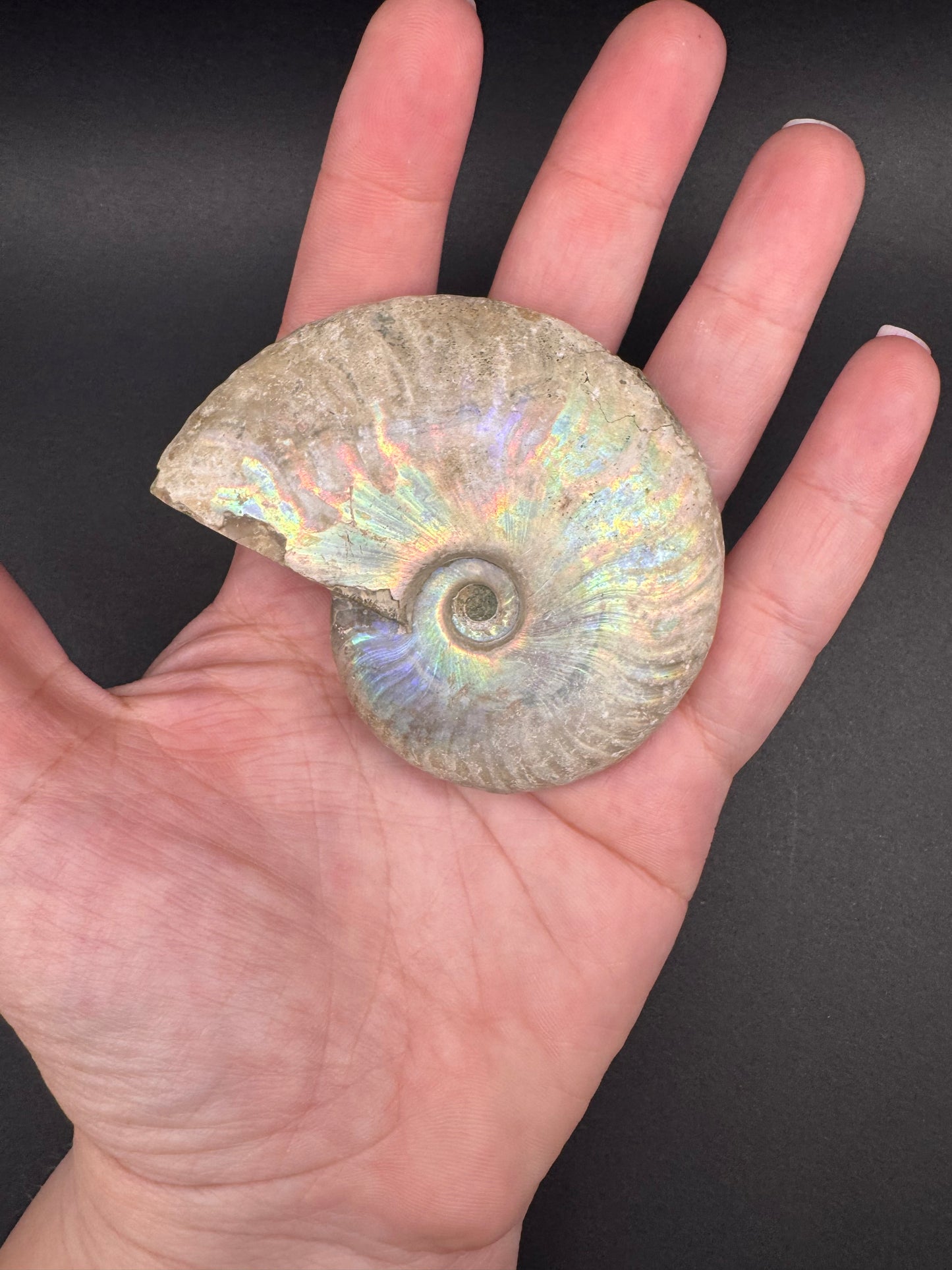 Medium Ammonites