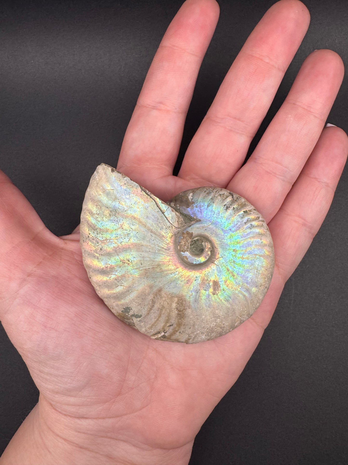 Medium Ammonites