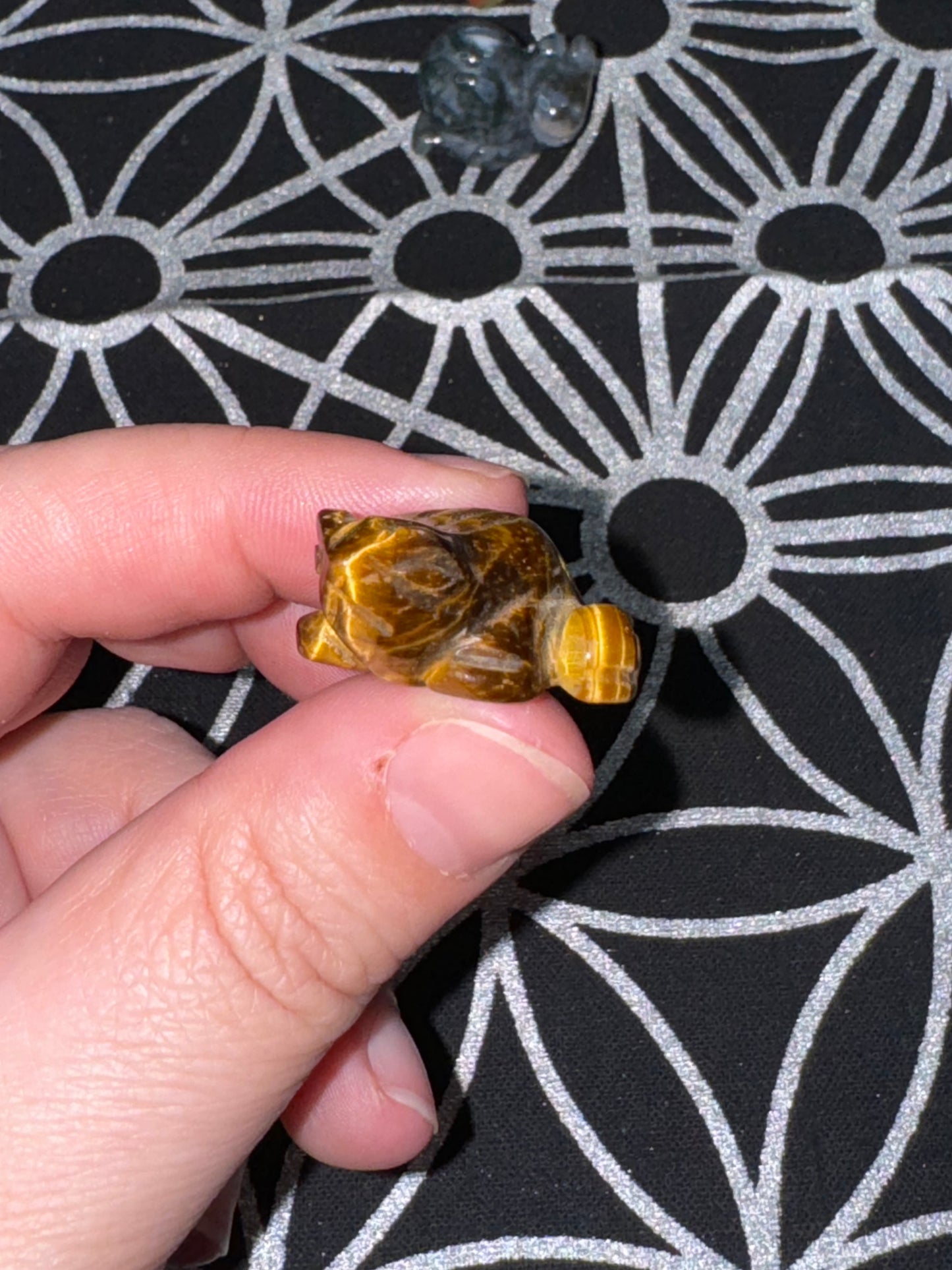 Tigers eye Toad