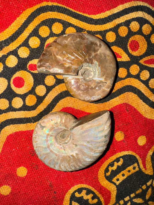 Small Ammonite