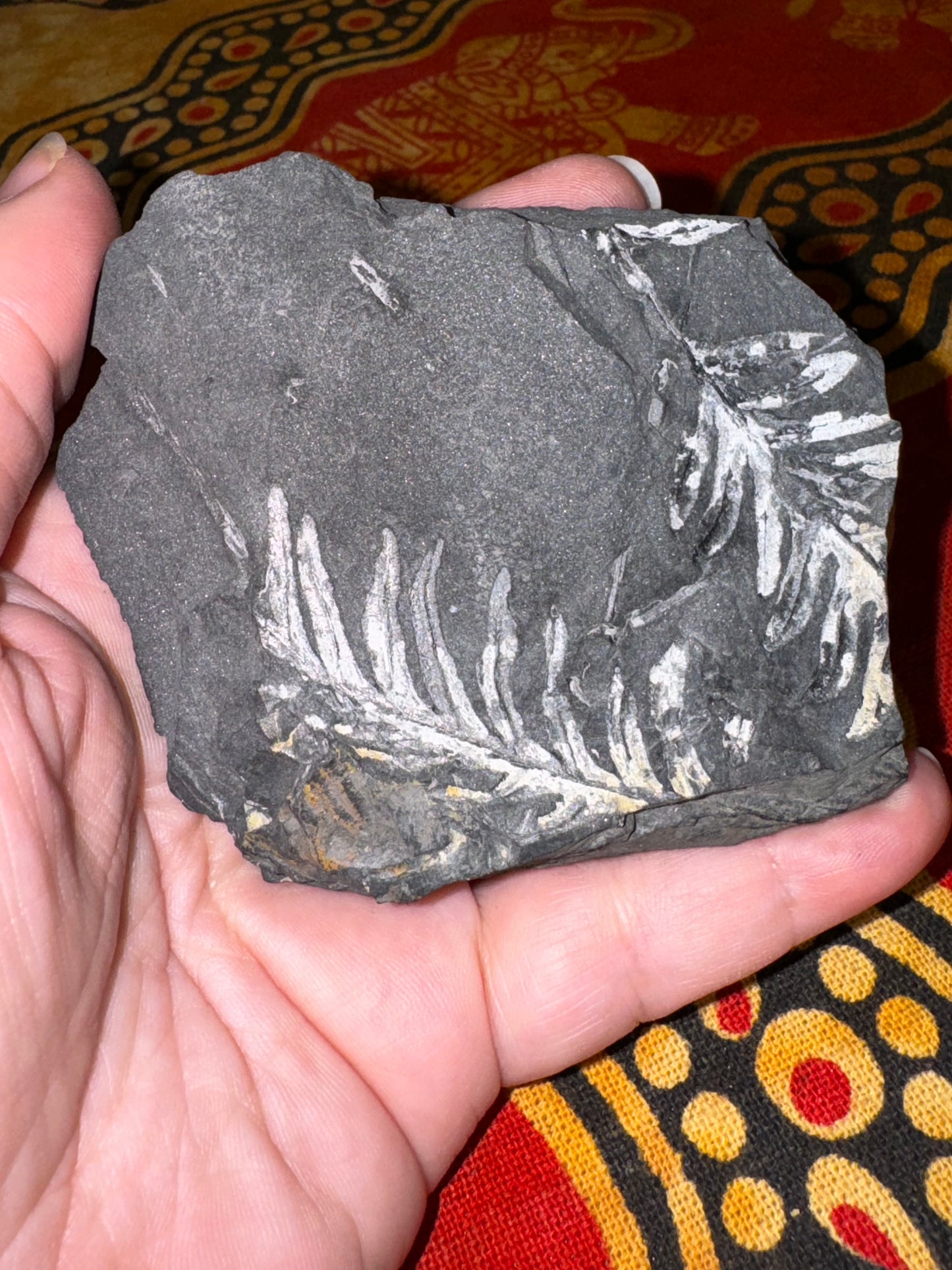 Fern Fossil Specimen