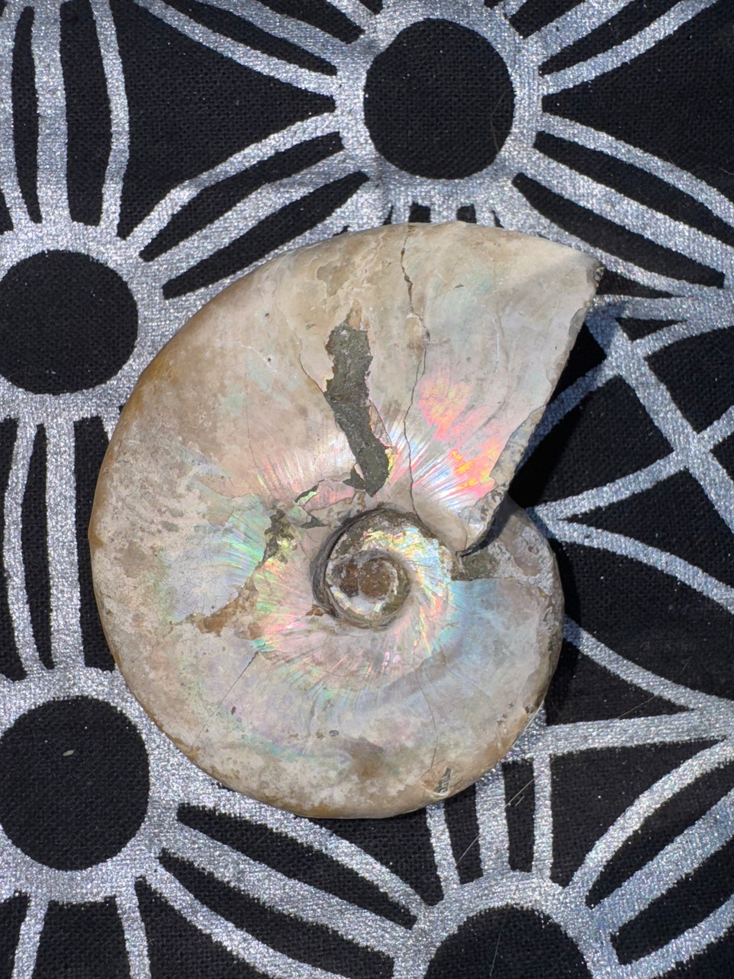 Medium Ammonites